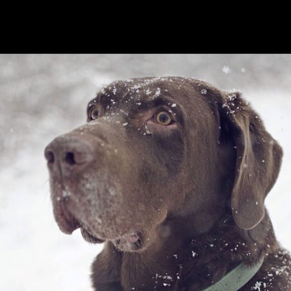 Meet your Posher, Betsy - Picture 1 of 1